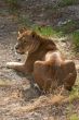 Close-up of an African lioness