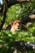 Portrait of Lioness
