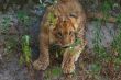 close-up of a cute lion cub