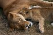 Lioness mother and her young