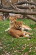 Two young lions together