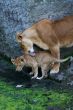 Lioness mother and her young