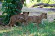 Two young lions together
