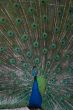 beautiful male indian peacock showing its feathers (Pavo cristat