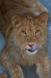 close-up of a cute lion cub