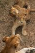 Lioness mother and her young