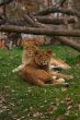 Two young lions together