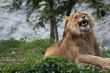 Portrait of a big male lion