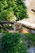 Portrait of a big male lion