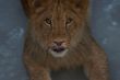 close-up of a cute lion cub