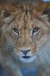 close-up of a cute lion cub