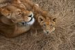 Lioness mother and her young