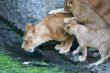 Lioness mother and her young