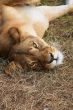 Portrait of Lioness
