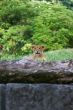 close-up of a cute lion cub