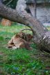 Two young lions together