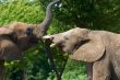 Elephant talk