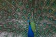 beautiful male indian peacock showing its feathers (Pavo cristat