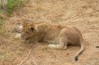 close-up of a cute lion cub