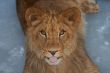close-up of a cute lion cub