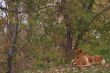 Two young lions together
