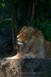 Portrait of a big male lion