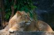 Portrait of a big male lion