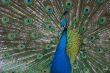 beautiful male indian peacock showing its feathers (Pavo cristat