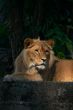 Portrait of a big male lion