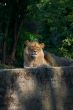 Portrait of a big male lion