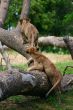 Two young lions together