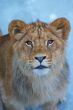 close-up of a cute lion cub