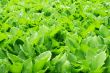 Green fields backgrounds