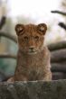 close-up of a cute lion cub