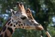 Closeup of a Giraffe head staring at camera.