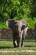 A full body of an African Elephant