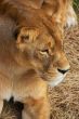 Portrait of Lioness