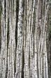 Birch