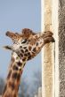 giraffe licking a wall
