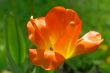 Orange bright tulip