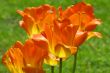 orange tulips
