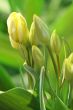 yellow tulip buds