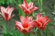 group of pink fresh tulips