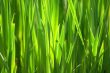 close-up grass