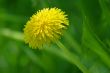 dandelion 2