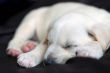 Sleeping Labrador puppy