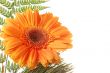 Flower Gerbera