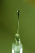 syringe close-up, focus on the drop