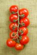 red cherry tomatoes on the vine