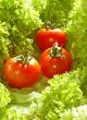 Fresh salad with tomatoes